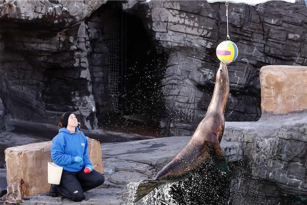 Sea Lion Show