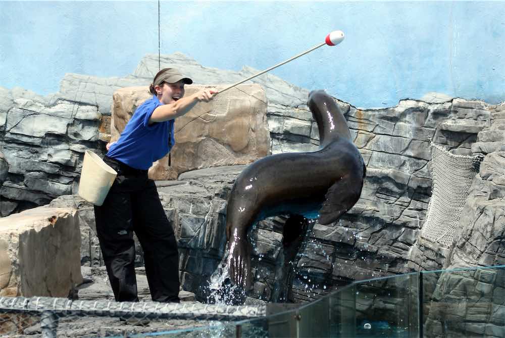 Sea Lion Show