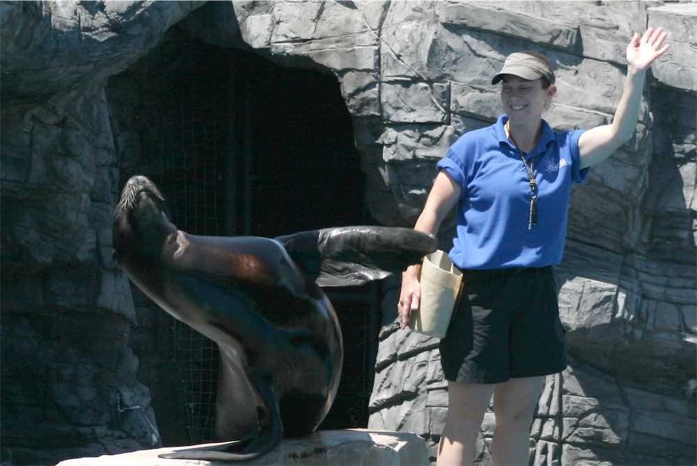 Sea Lion Show