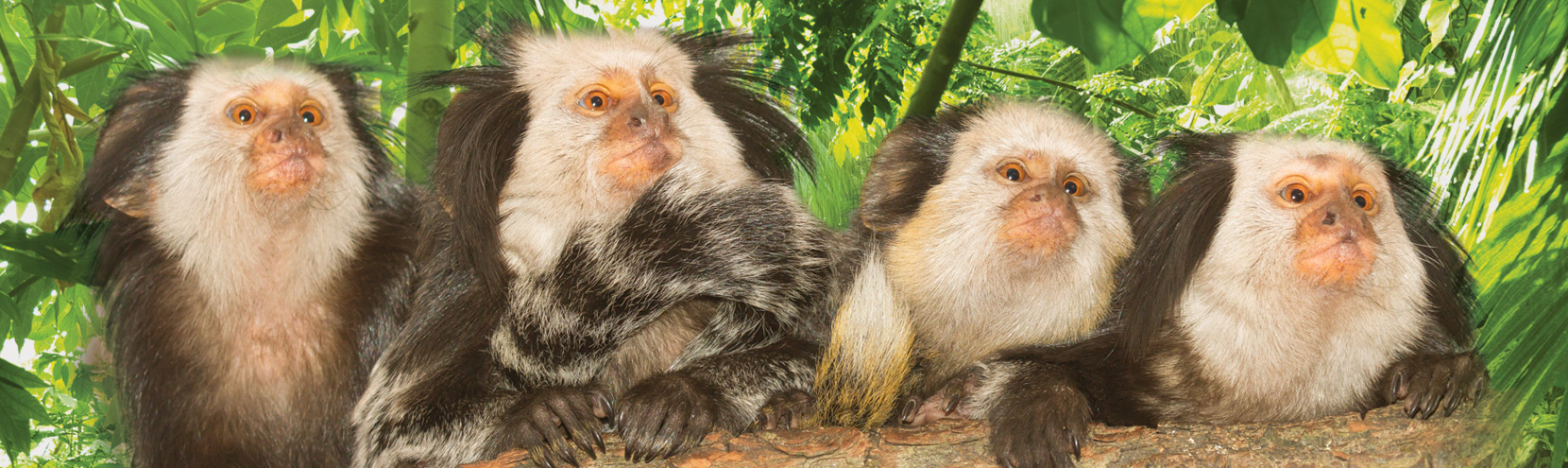 4 Marmosets on a Branch