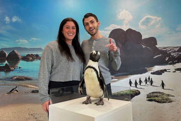 Penguin Selfie