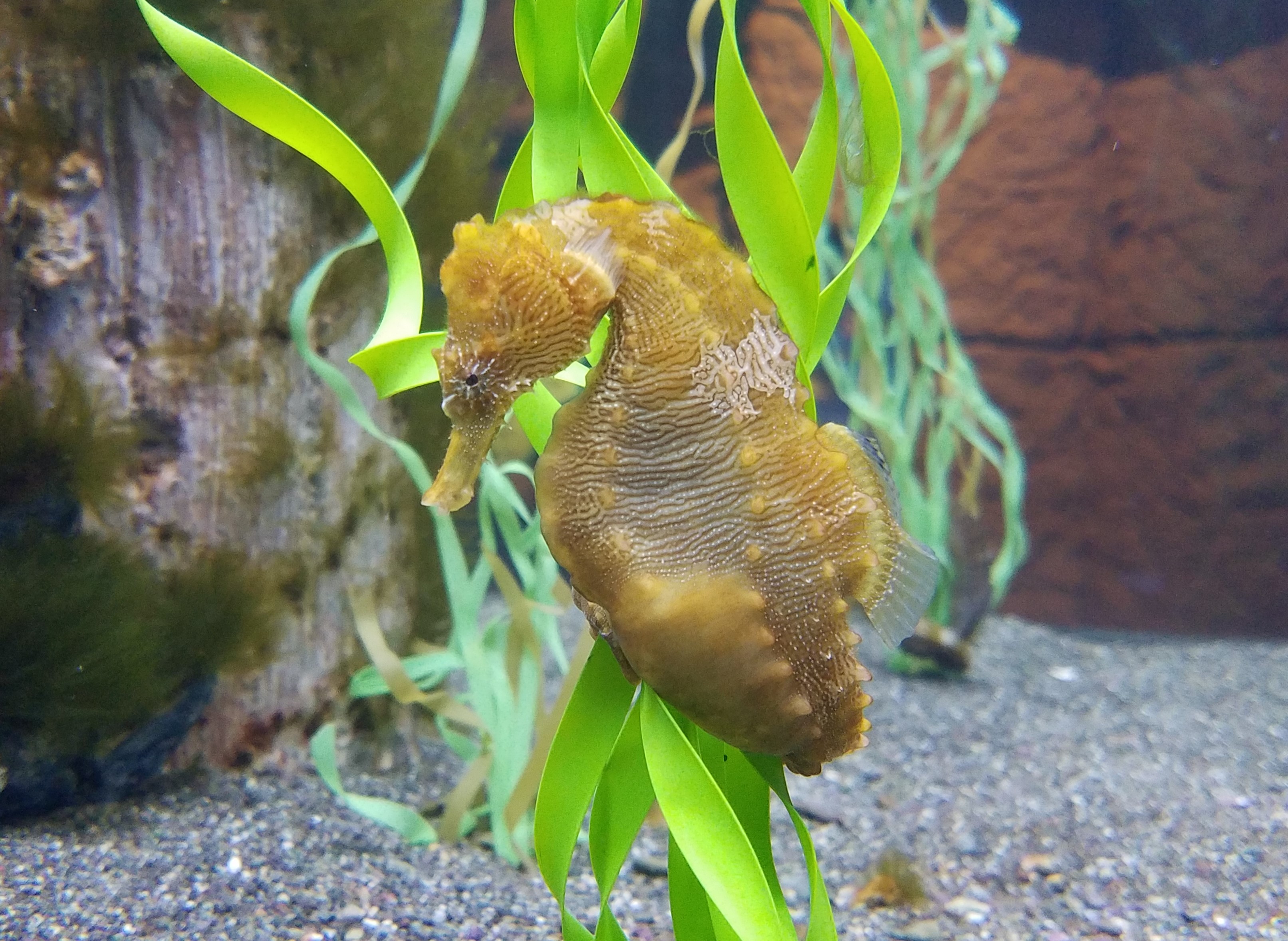 Seahorse