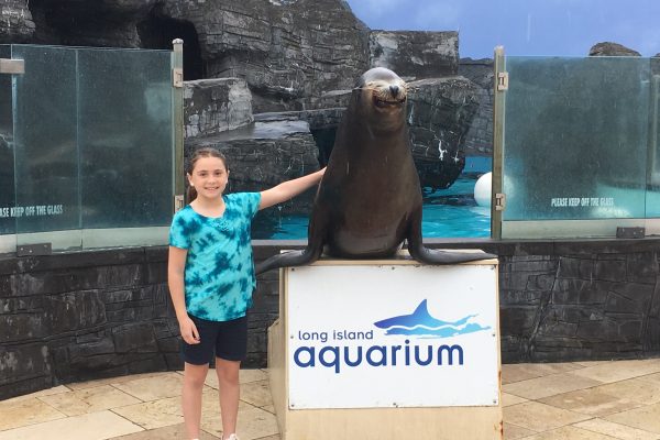 Sea Lion Encounter