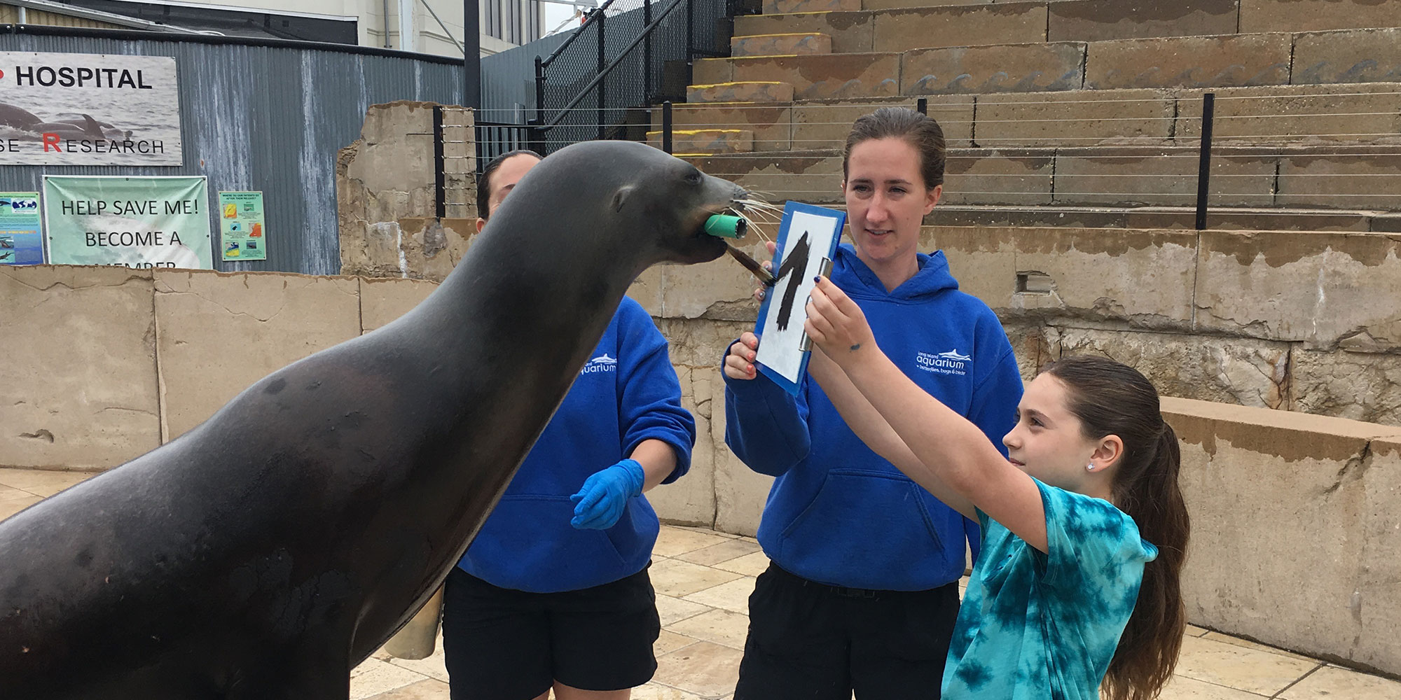 Painting With Pinnipeds