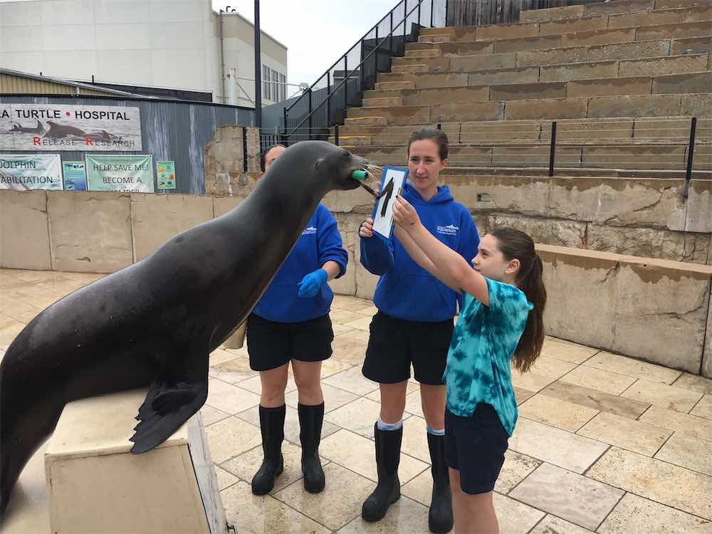 Painting With Pinnipeds