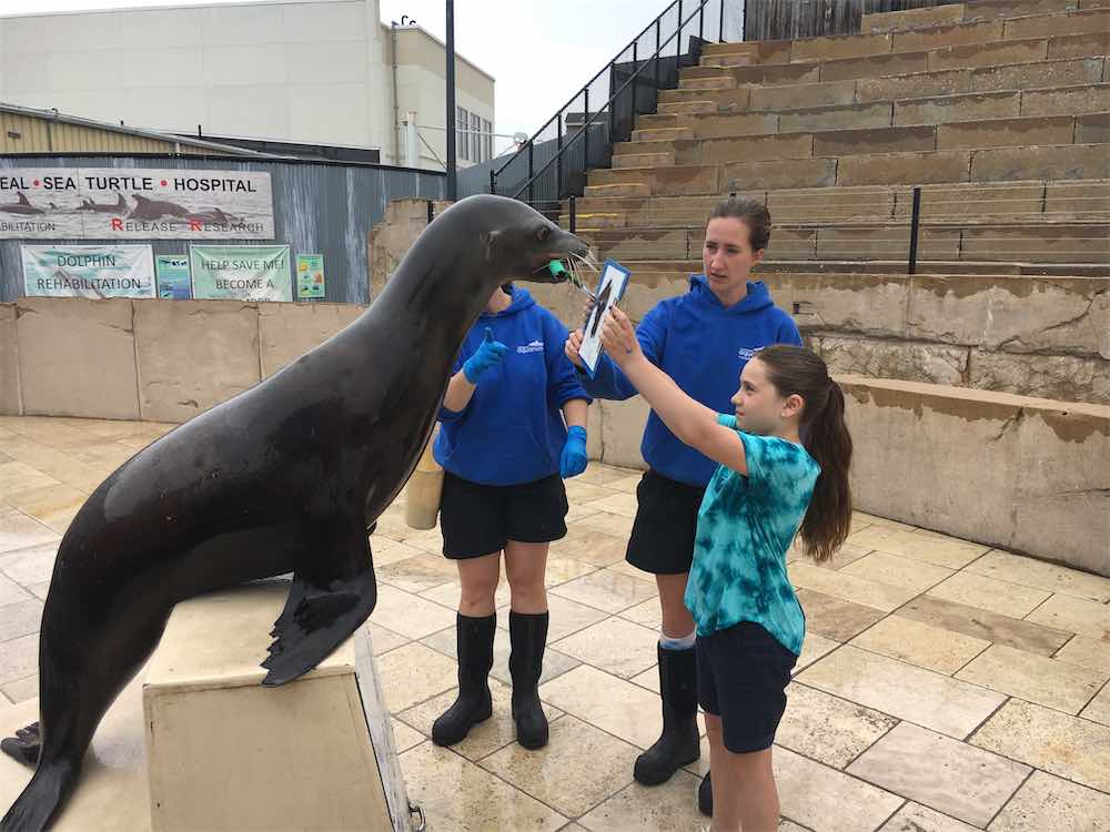 Painting With Pinnipeds