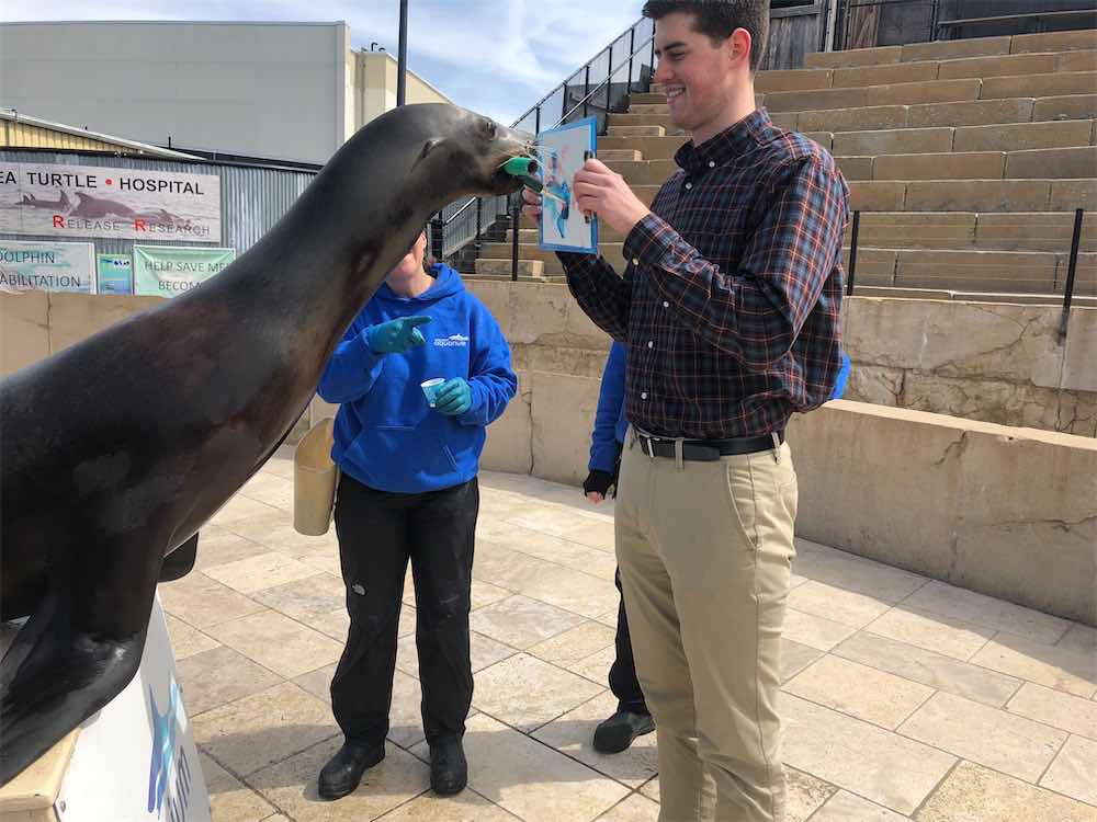 Painting With Pinnipeds