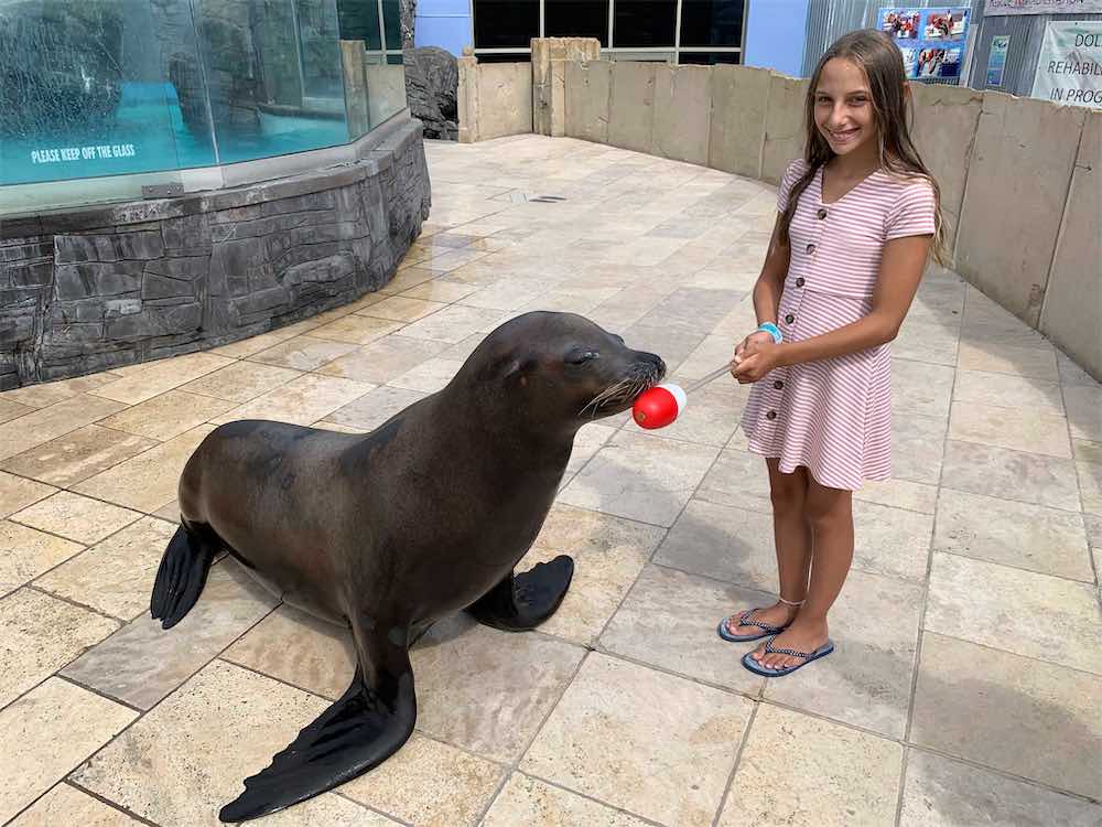 Sea Lion Encounter