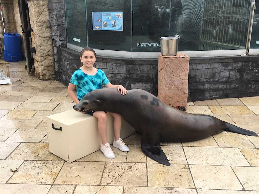 Sea Lion Encounter