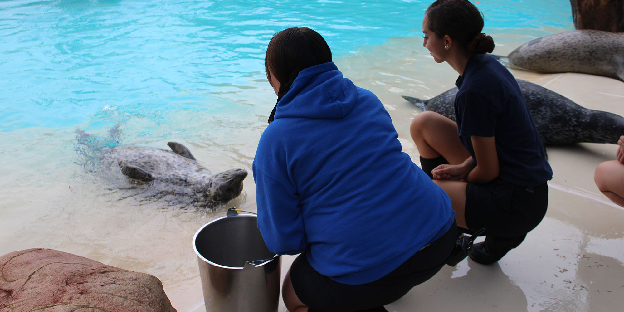 Seal Encounter