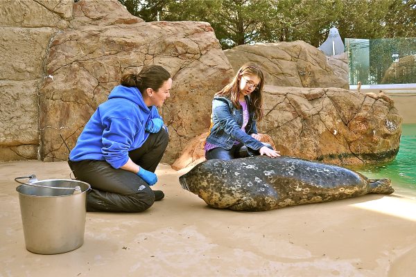 Seal Encounter