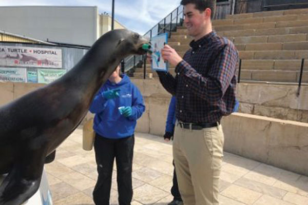 Painting with Pinnipeds