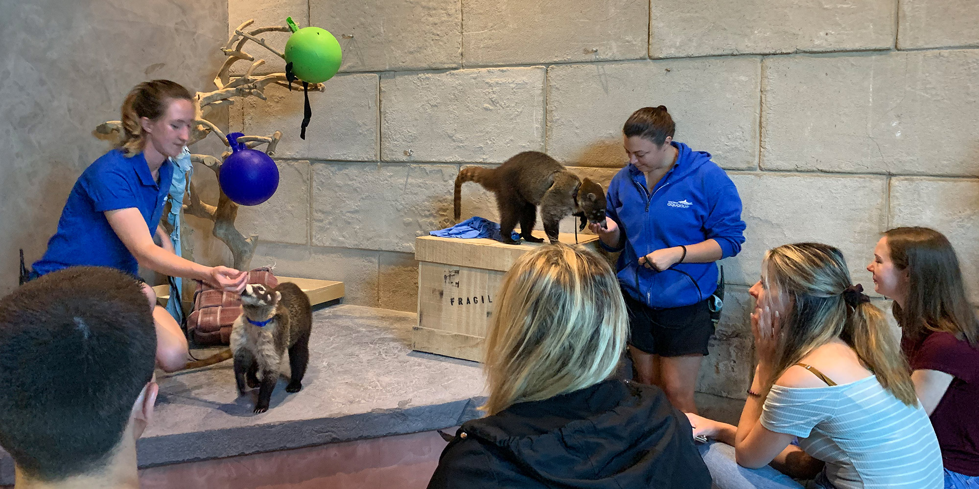 Coati Connection