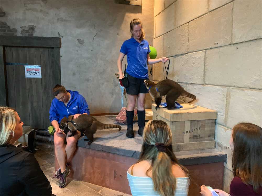 Trainers with Coati and audience