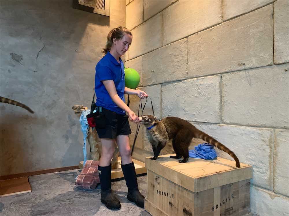 Trainers with Coati and audience