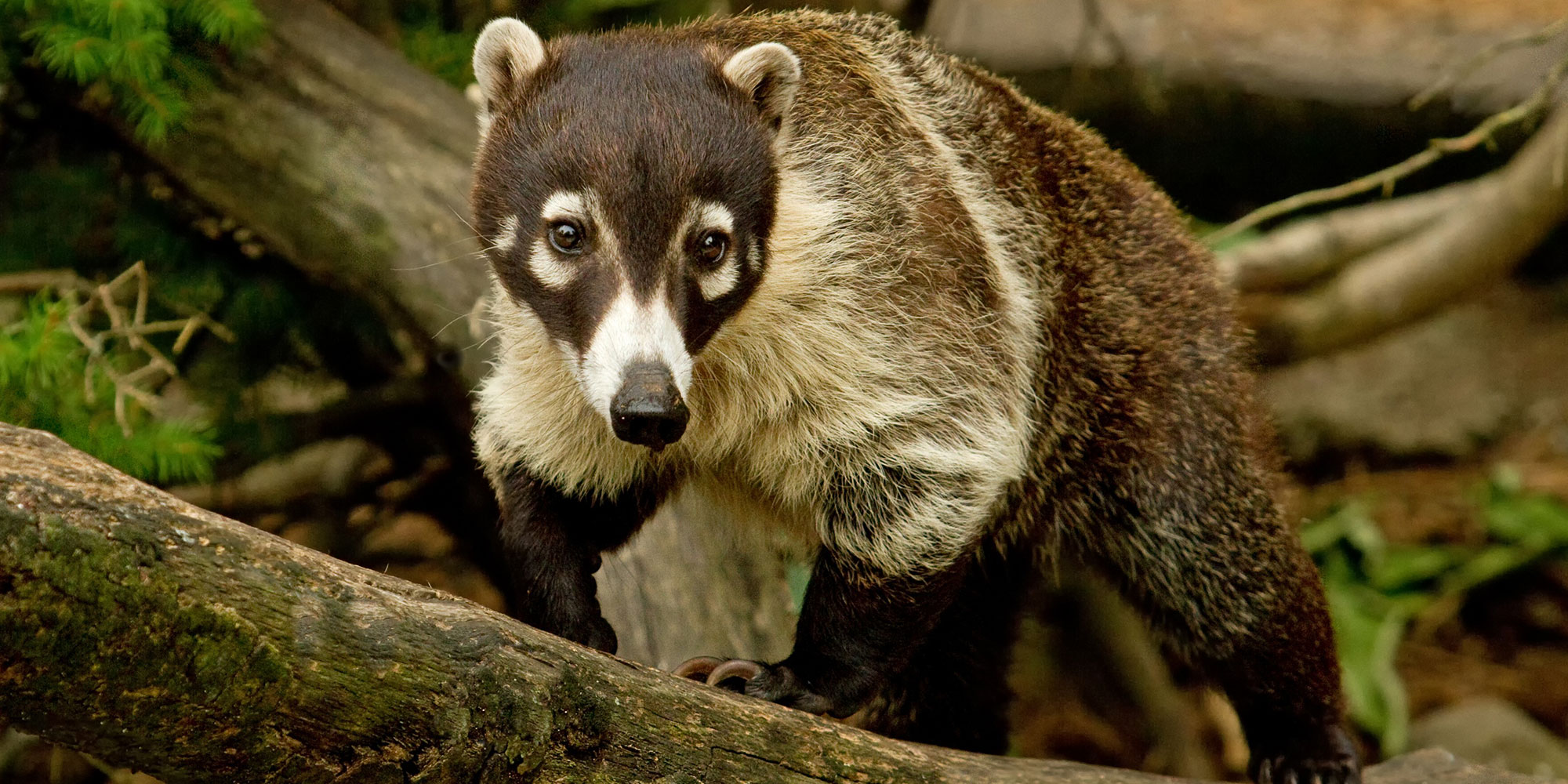 Coati