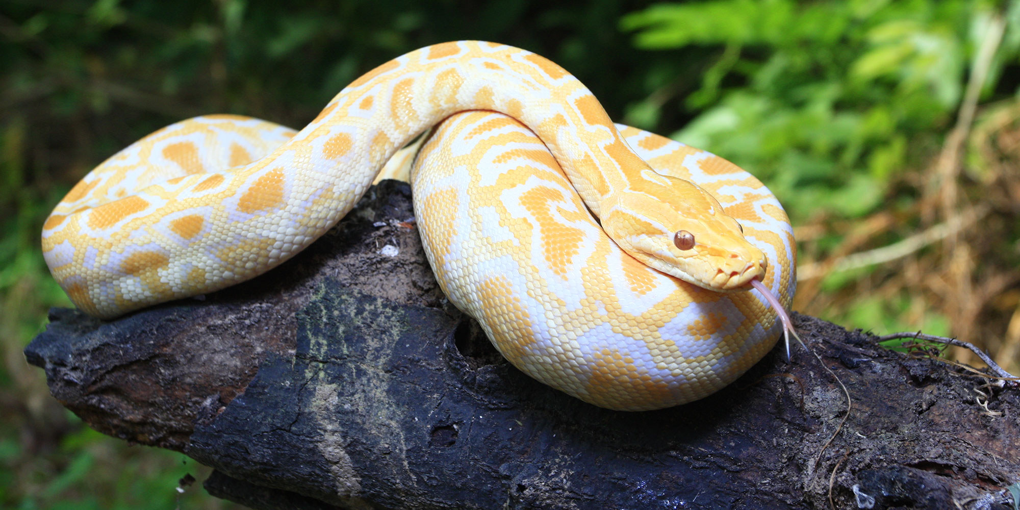 Criiter Corner Snake