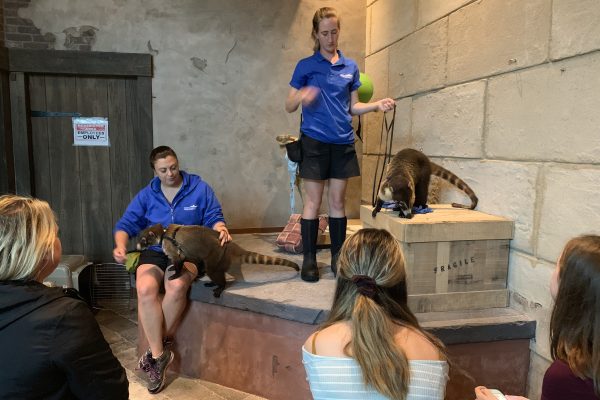 Coati Connection