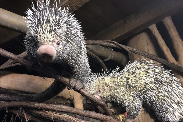 Prehensile-tailed Porcupine