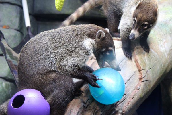 Coati