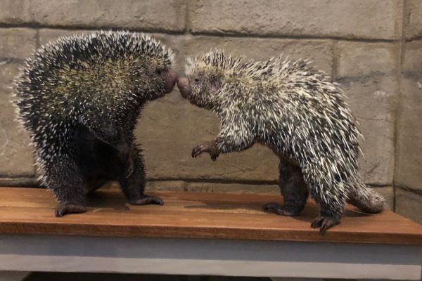 Porcupine Connection