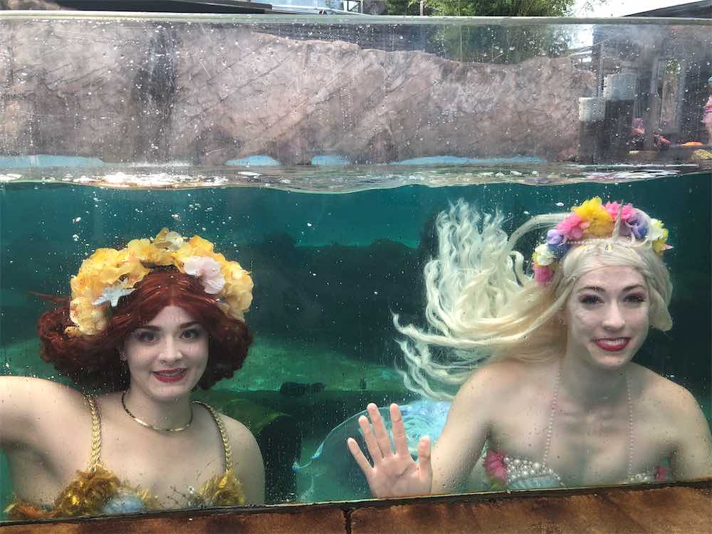 Swim With Mermaids