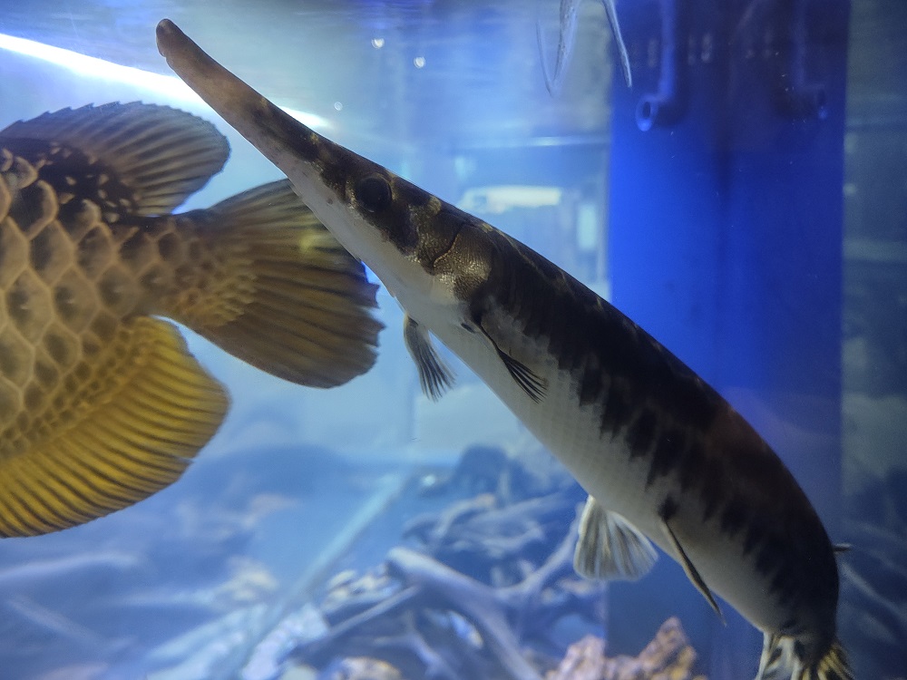 African Squeaker Catfish