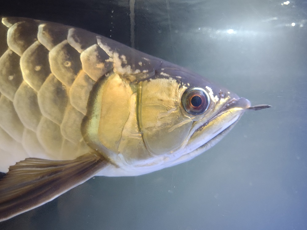 Australian Arowana