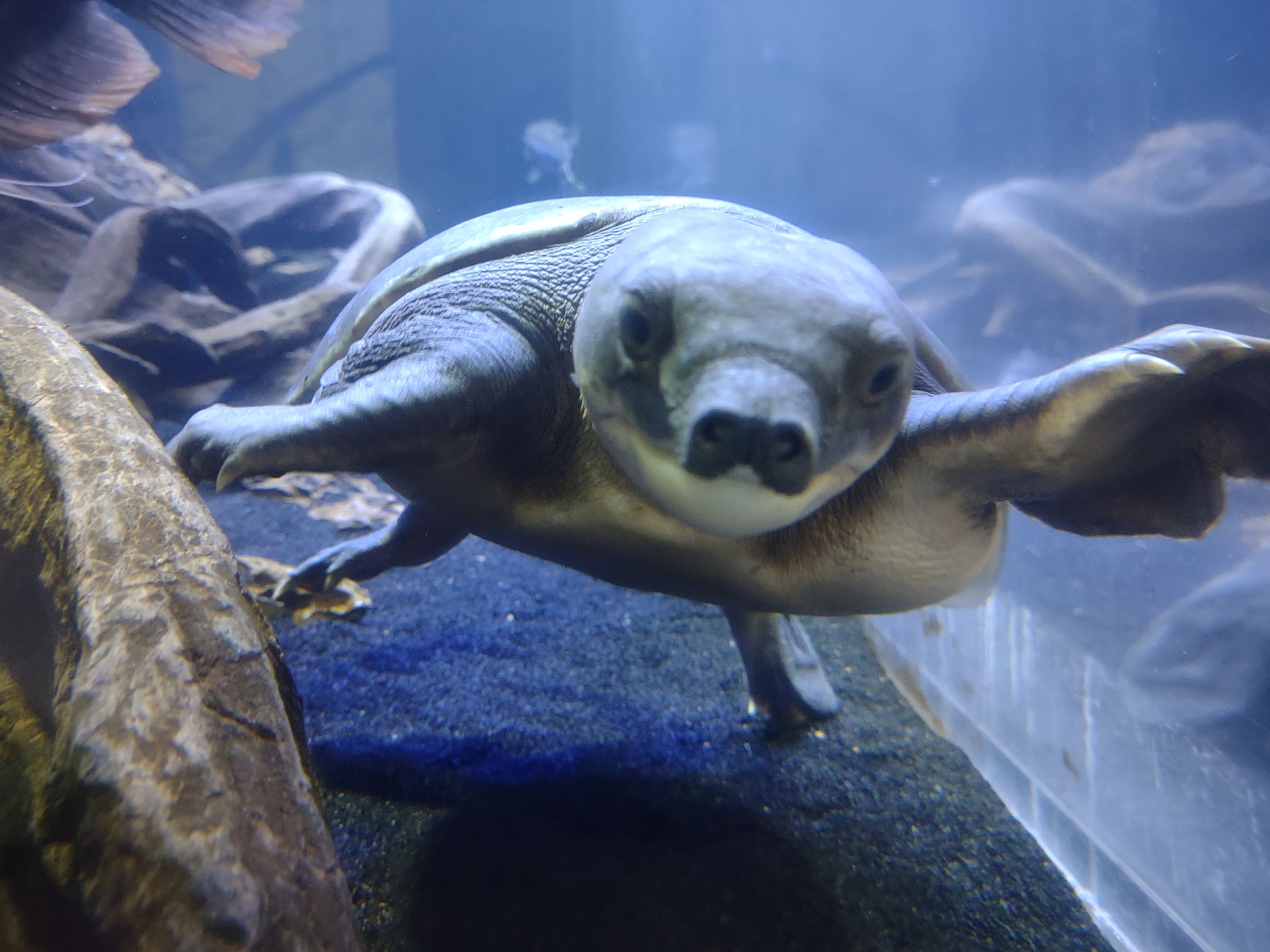 Fly River Turtle