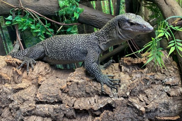 Mangrove Monitor