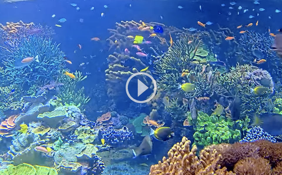 Coral Reef Video Poster and Link