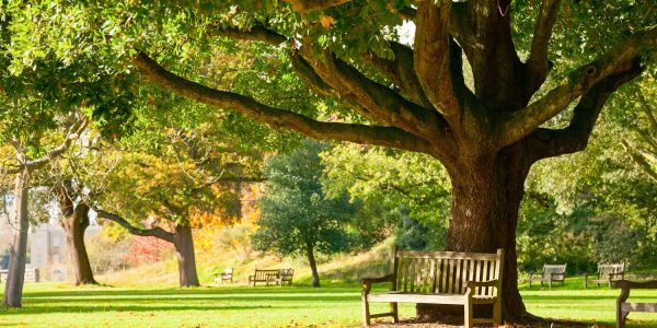 Park with tree and bench