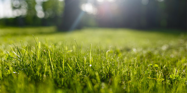 green grass