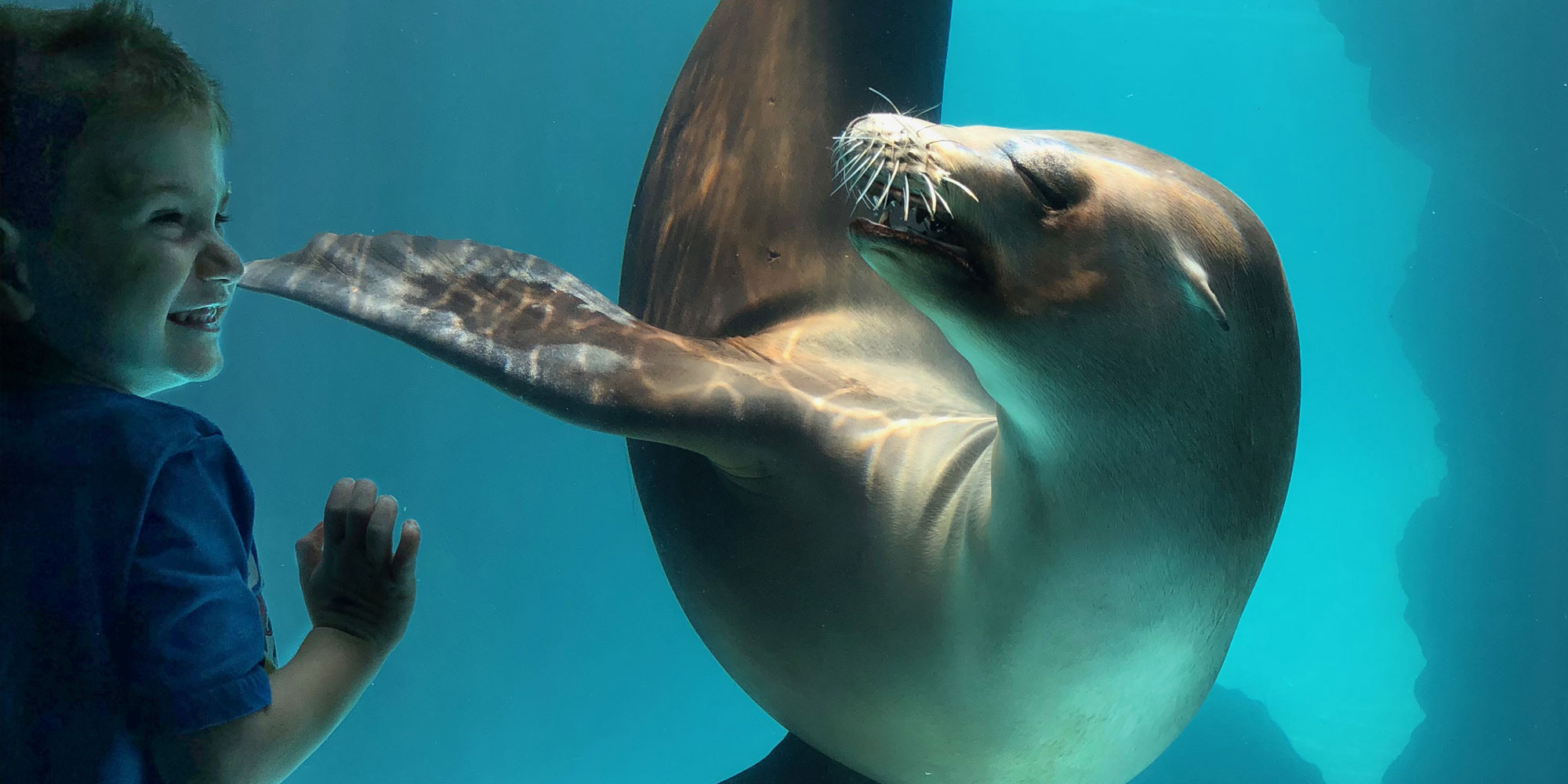 Child with Sea Lion at Long Island Aquarium