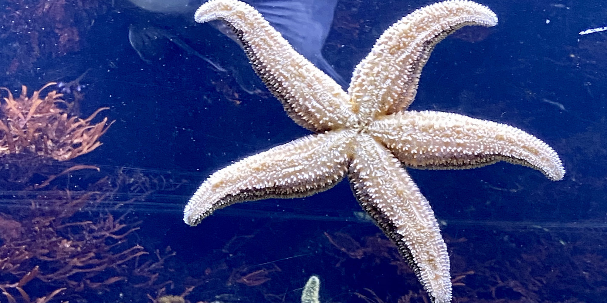 Star Fish at Long Island Aquarium