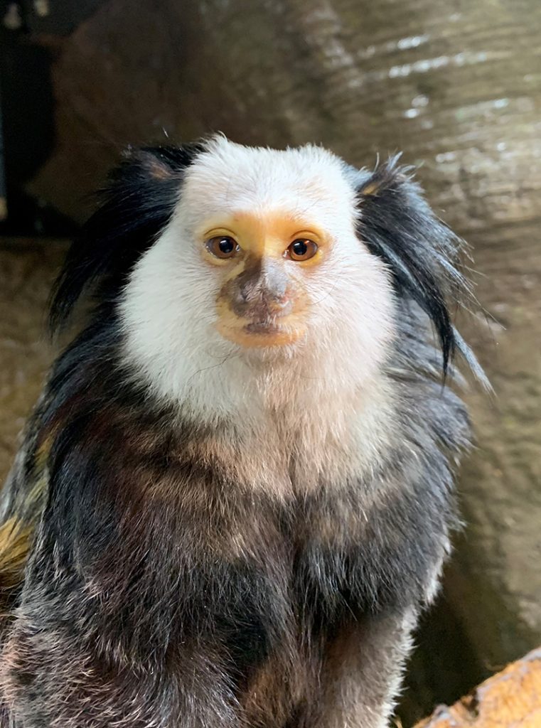 Marmoset