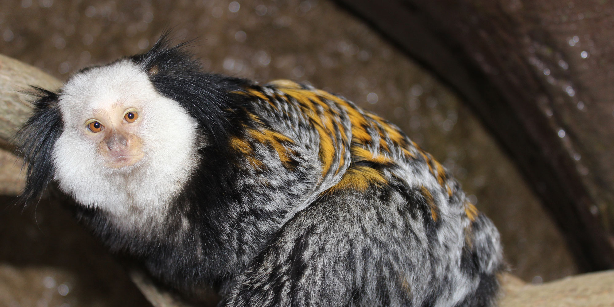 Marmoset at Long Island Aquarium