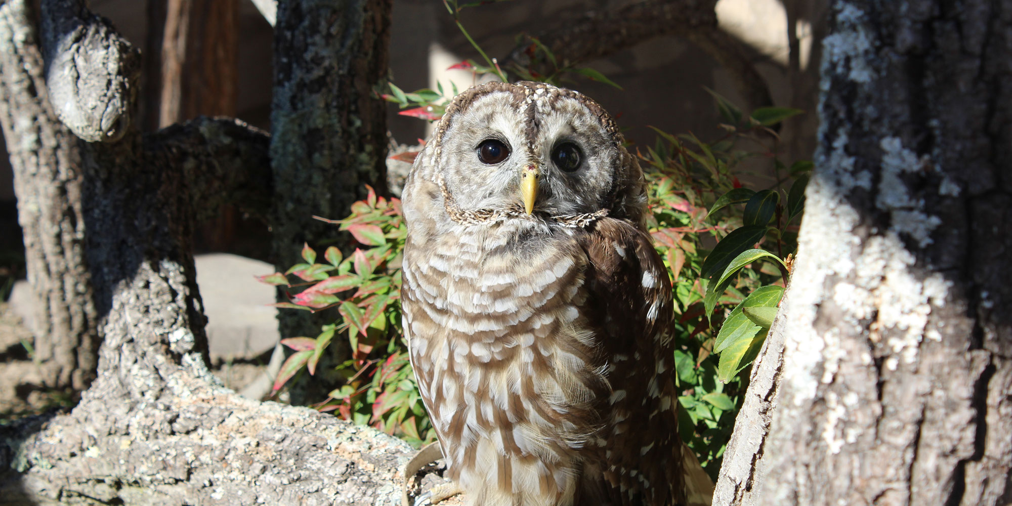 Owl at Long Island Aquarium