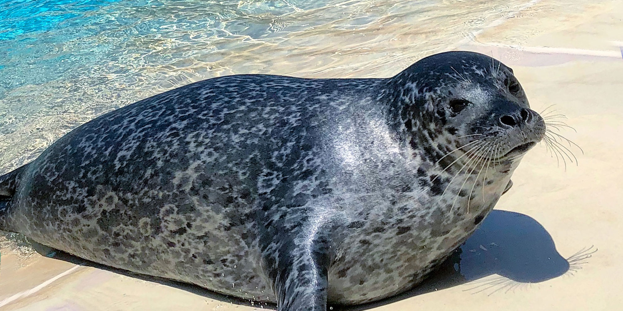 Sea Lion at Long Island Aquarium