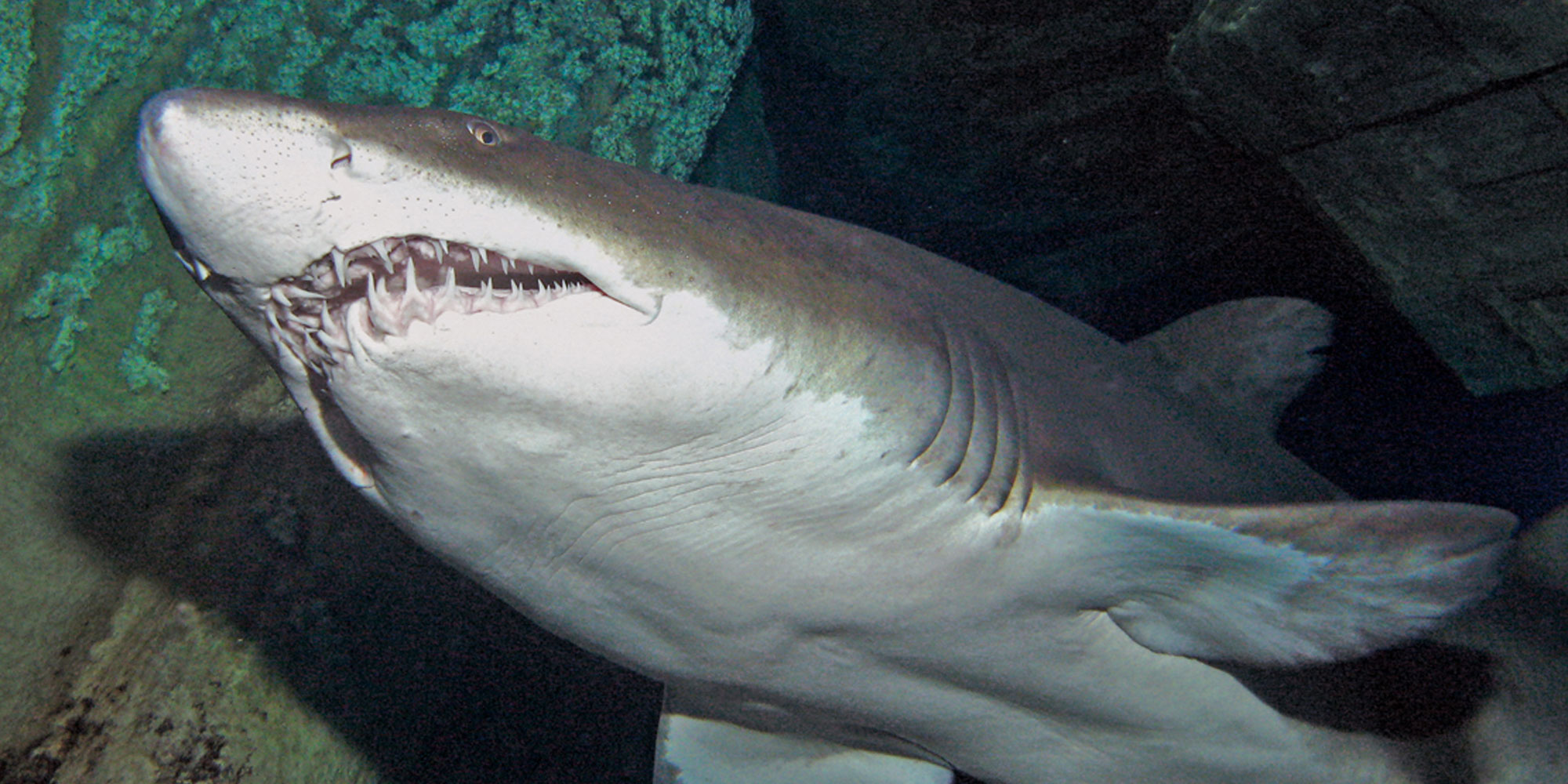 Shark at Long Island Aquarium