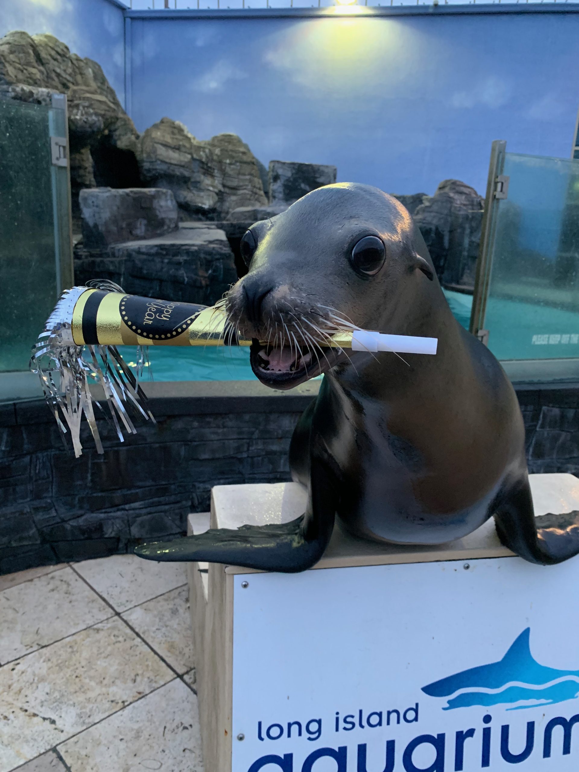 New Year's Sea Lion