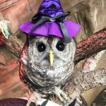 Owl in witch hat