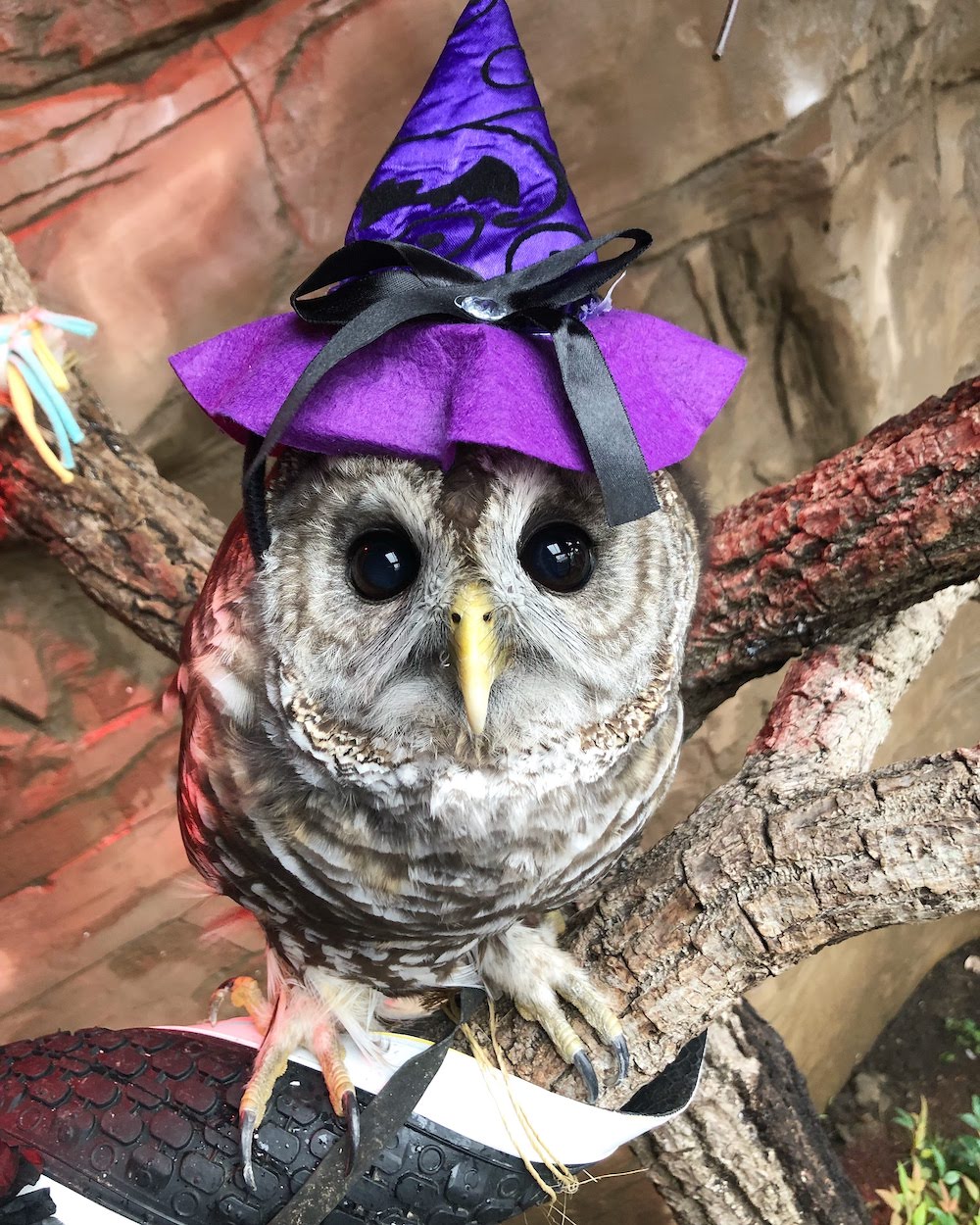 Owl in witch hat