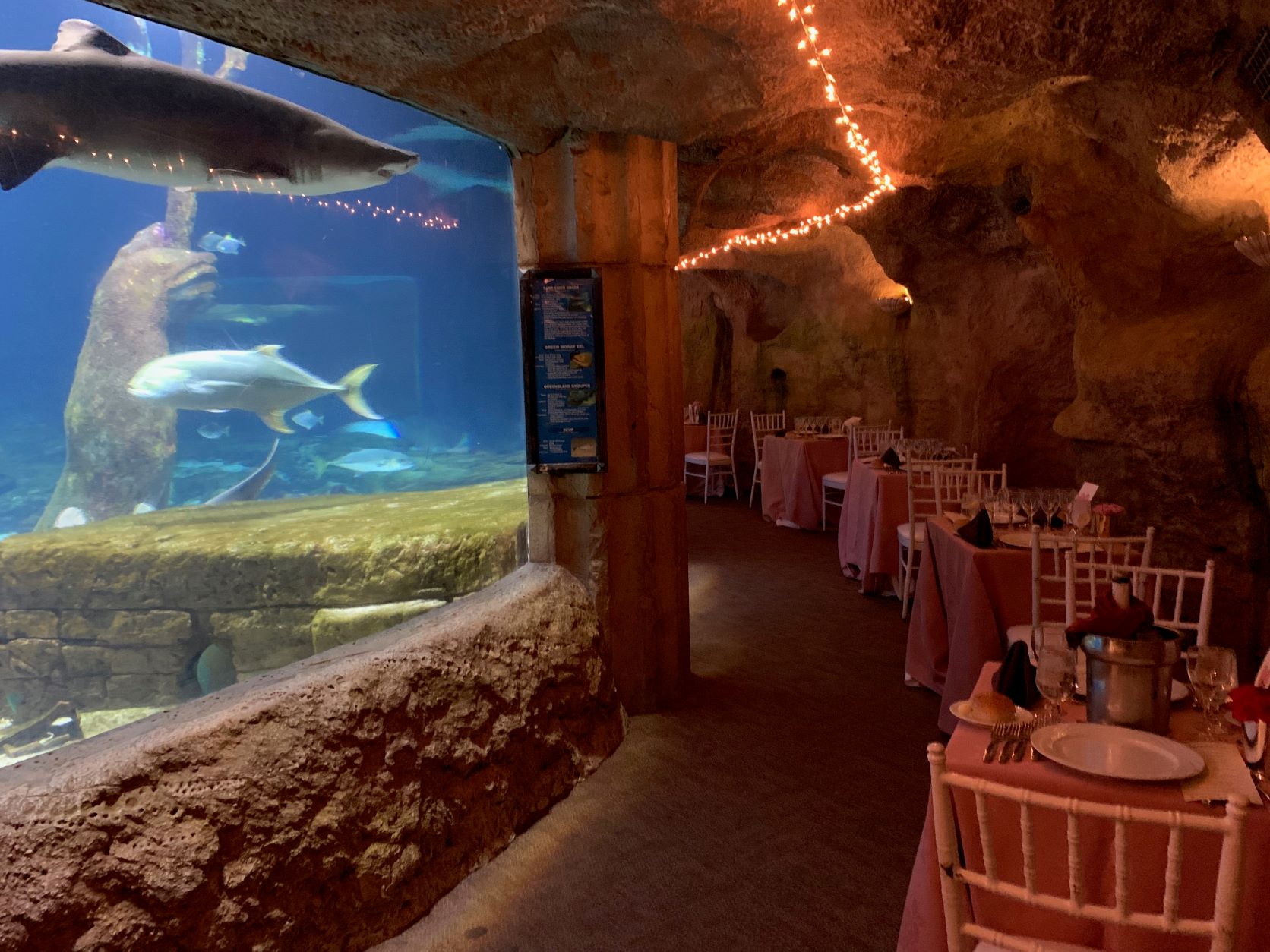 Set tables within shark tunnel