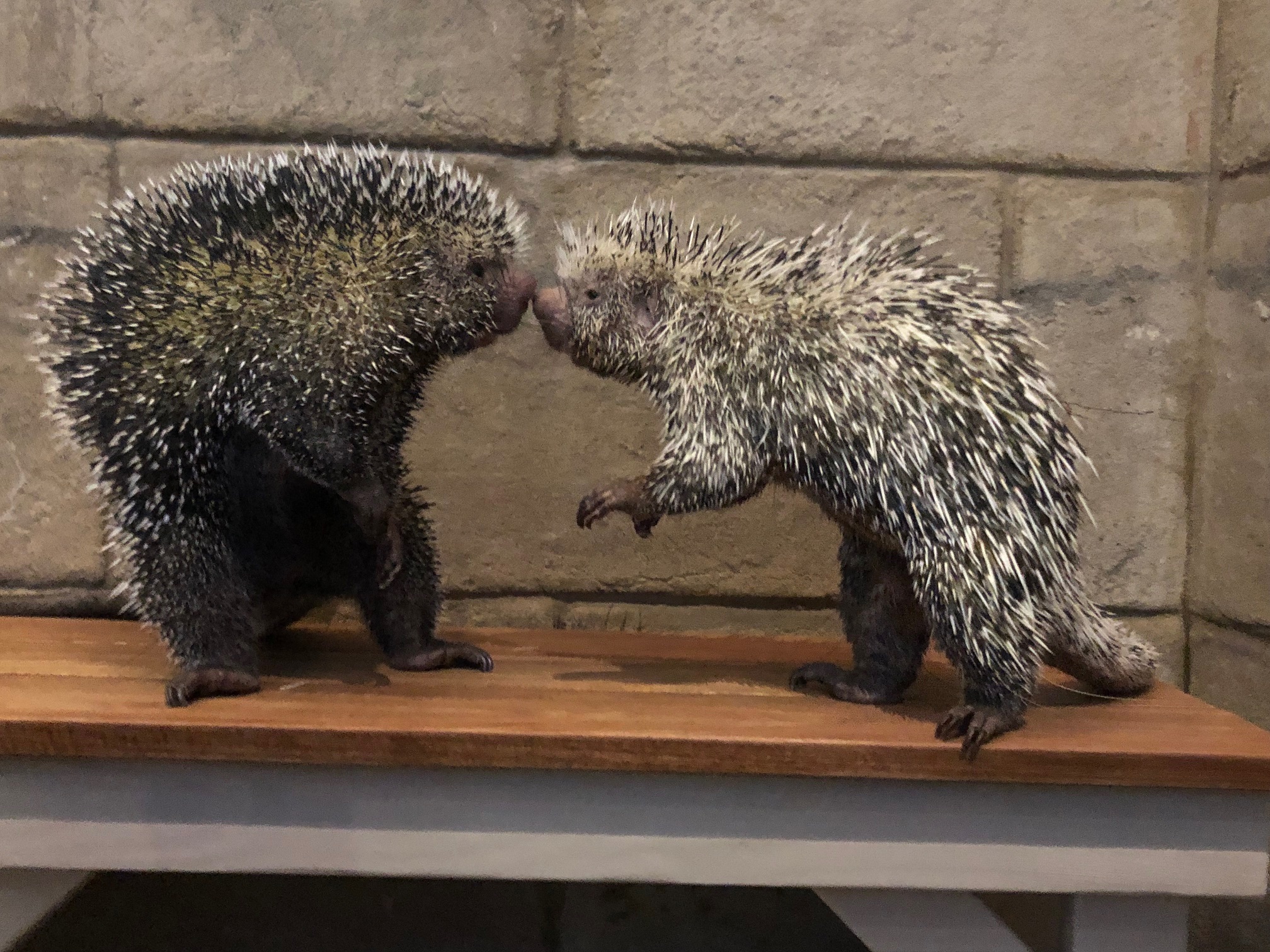 Porcupines Standing