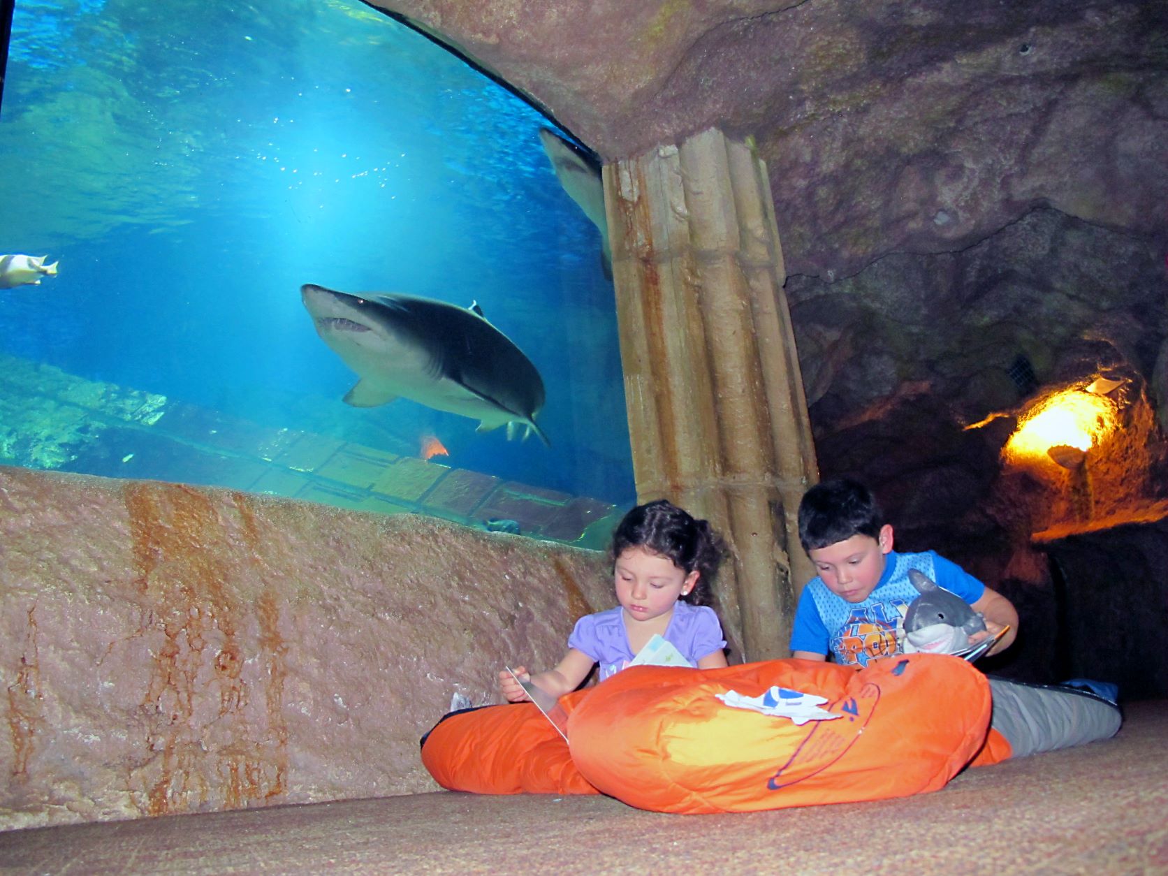 Shark Sleepover