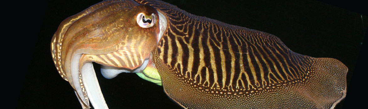 Cuttlefish