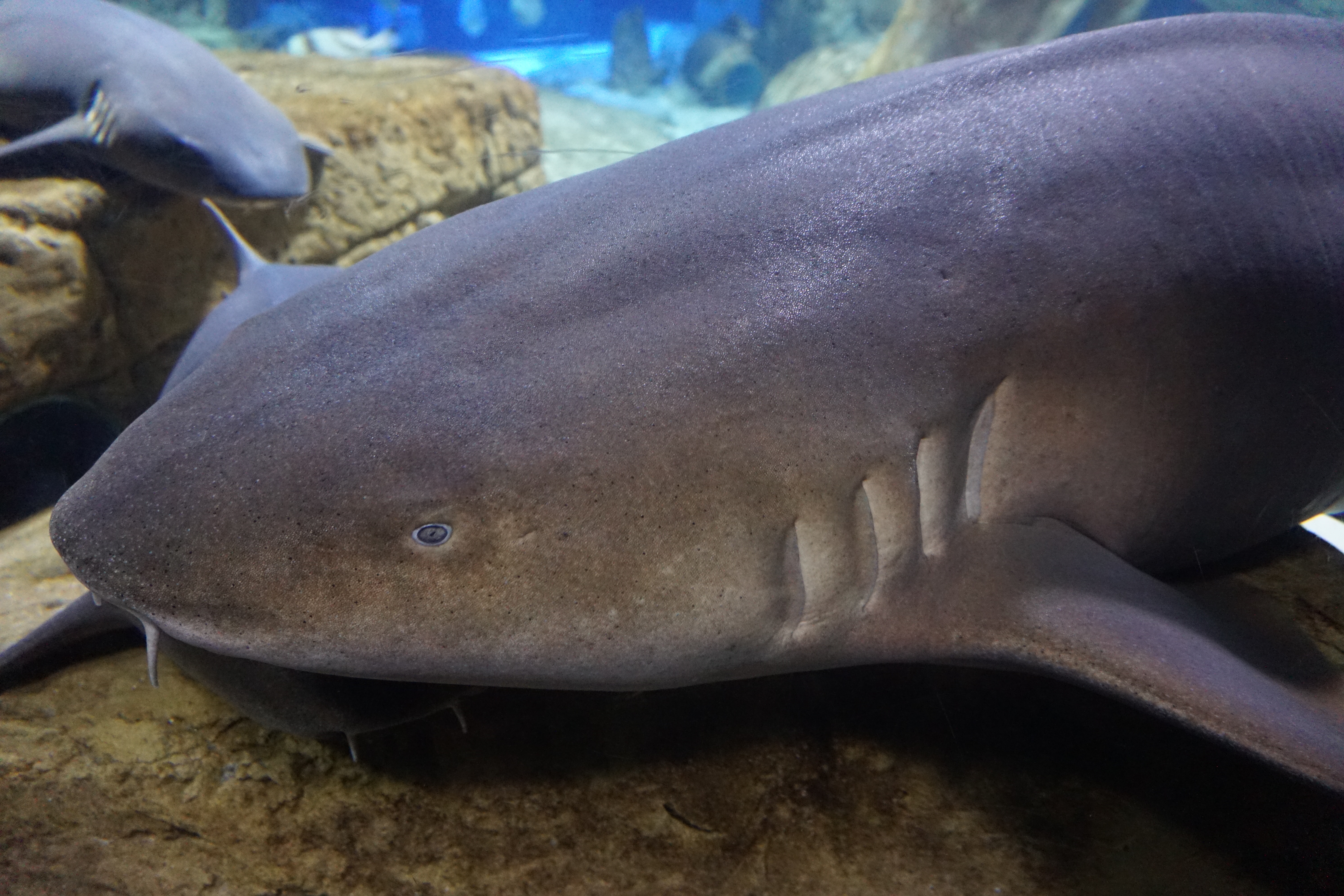 Lost City of Atlantis Shark Exhibit