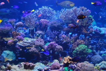 coral reef exhibit
