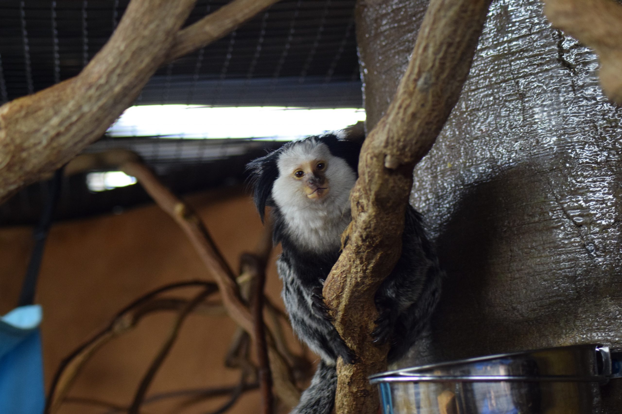 Marmoset